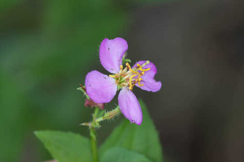 Rhexia virginica #8